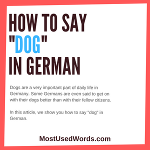 How Do You Say Dog in German? (And Learn Some Basic Dog Commands in German!)